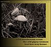 'wild mushroom scent / the old gipsy woman / lost her way home' by Cristina-Monica Moldoveanu