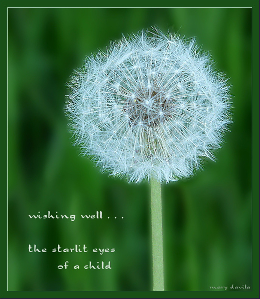 'wishing well... / the starlit eyes / of a child' by Mary Davila